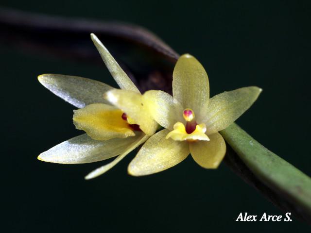 Octomeria costaricensis