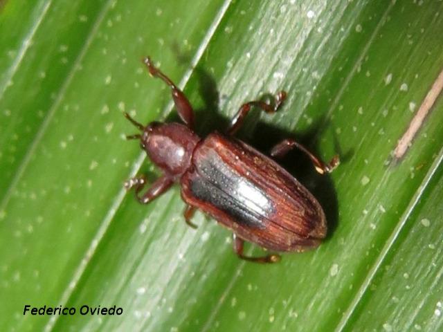 Prosopodonta dorsata