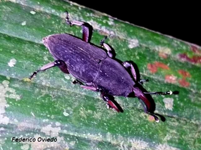 Rhodobaenus cuneatus