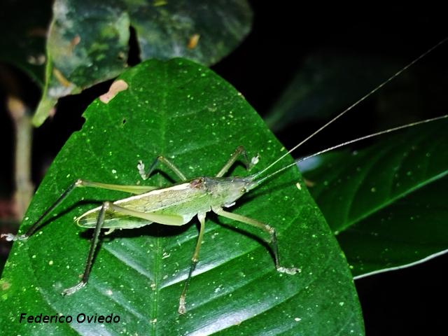 Scopiorinus impressopunctatus