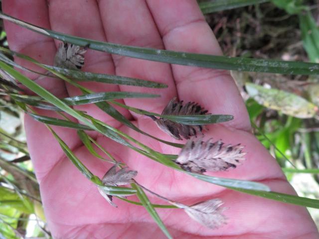 Elleanthus graminifolius