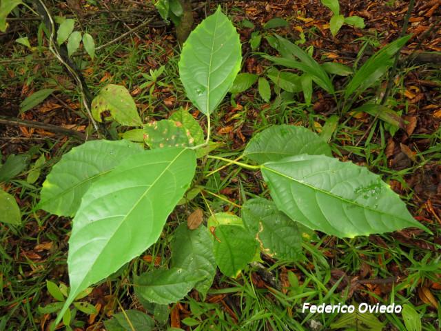 Alchornea latifolia (Chasparrio, Canelito)