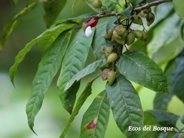 Protium confusum (Canfinillo)