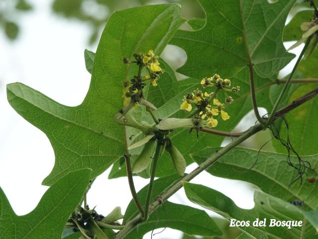 Stigmaphyllon lindenianum