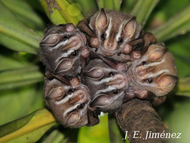 Uroderma bilobatum (Tiendero de Peters)