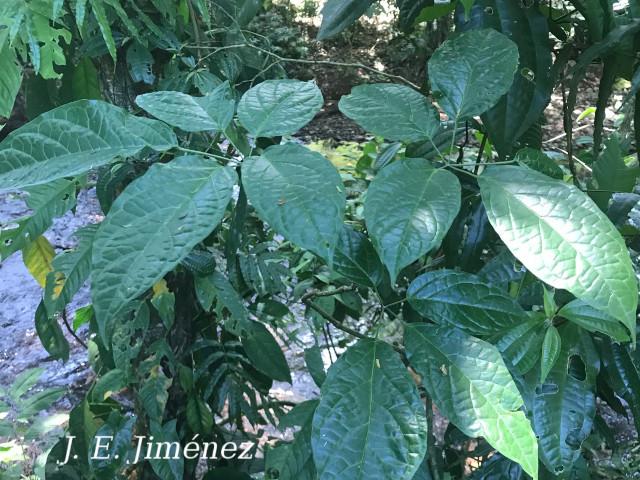 Anemopaegma orbiculatum