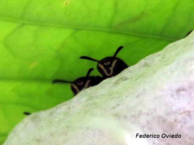 Charterginus nevermanni