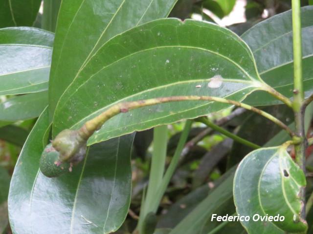 Cinnamomum verum