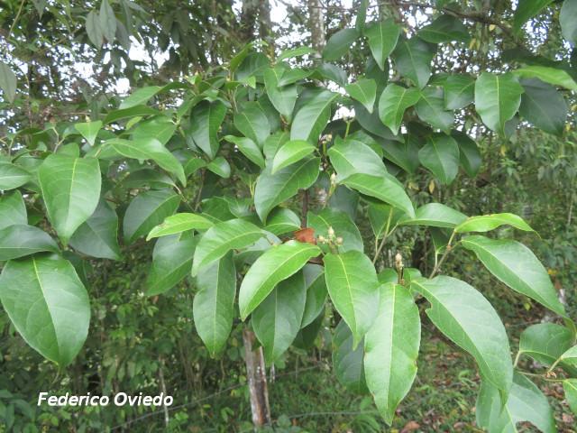 Croton megistocarpus