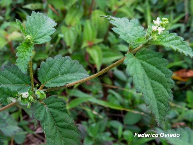 Croton trinitatis (Comastrona)