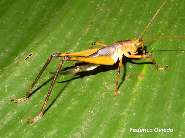 Goethalsiella genicularis