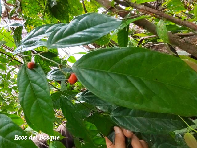 Heisteria scandens