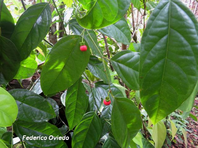 Heisteria scandens