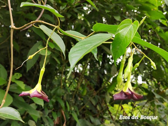 Mandevilla veraguasensis