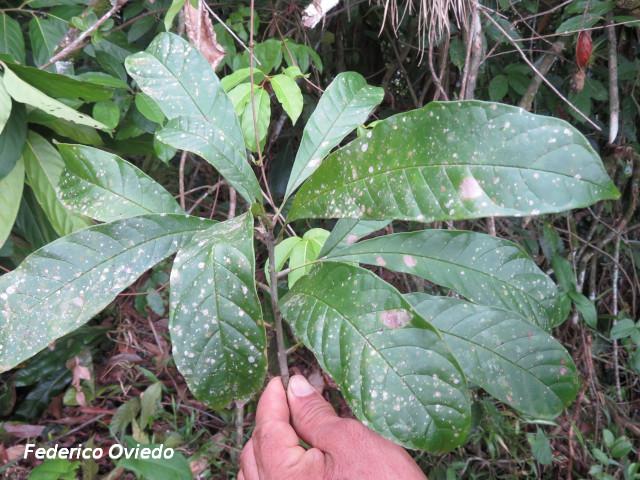 Meliosma occidentalis