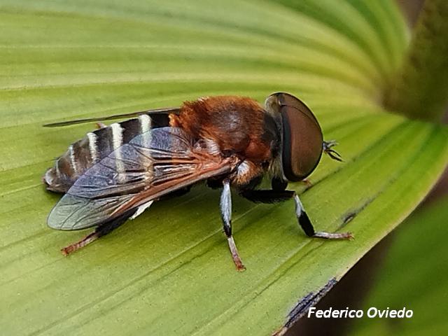 Palpada mexicana (Mosca dorada de felpa)