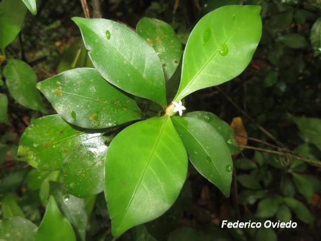 Psychotria chagrensis
