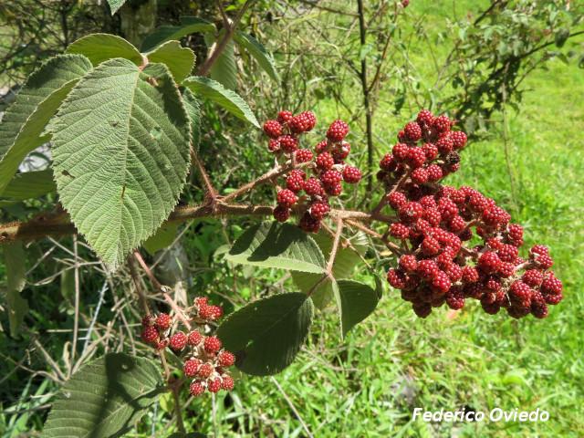 Rubus urticifolius (Mora)