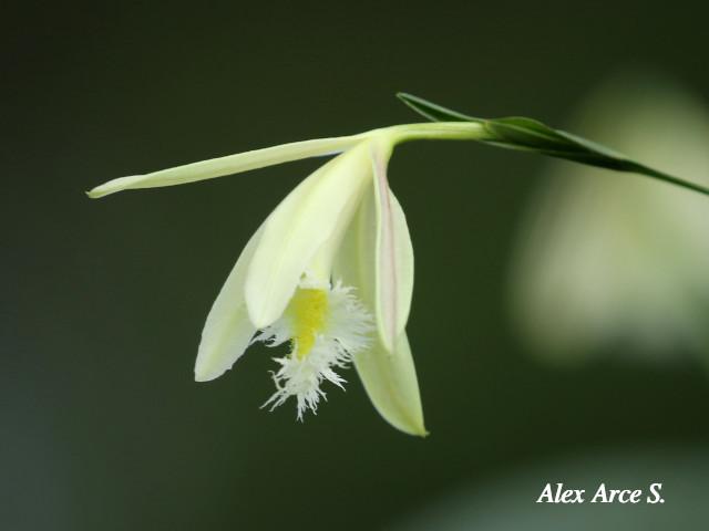Sobralia fragrans