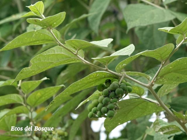 Solanum lepidotum