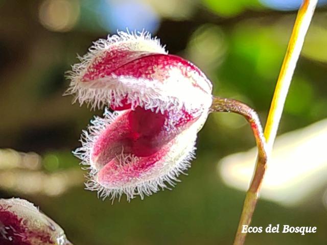Pleurothallis convallaria