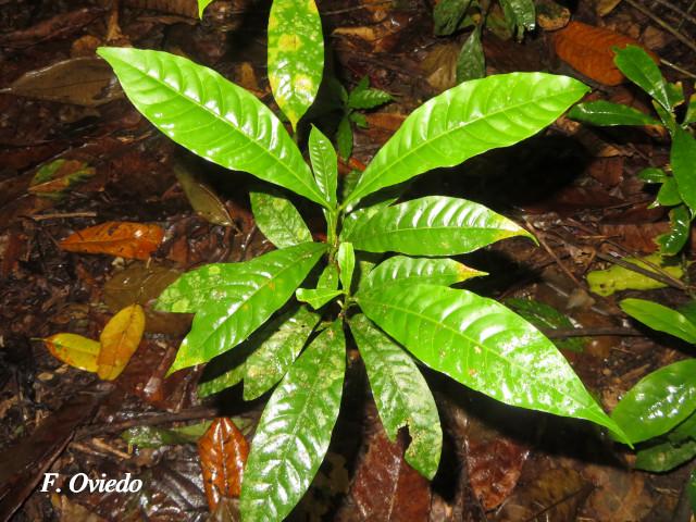 Pouteria caimito (Caimito)