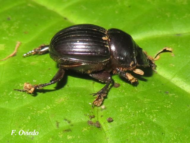 Dichotomius carolinus