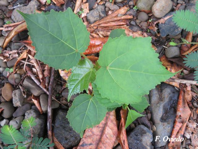 Heliocarpus americanus (Burio)