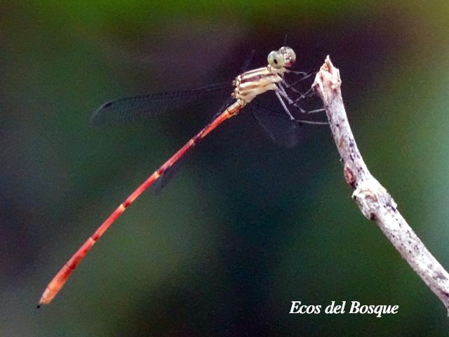Heteragrion albifrons Hembra (Caballito de alas planas y frente pálida)