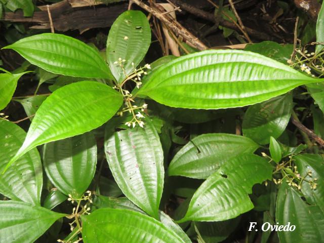 Miconia laxivenula
