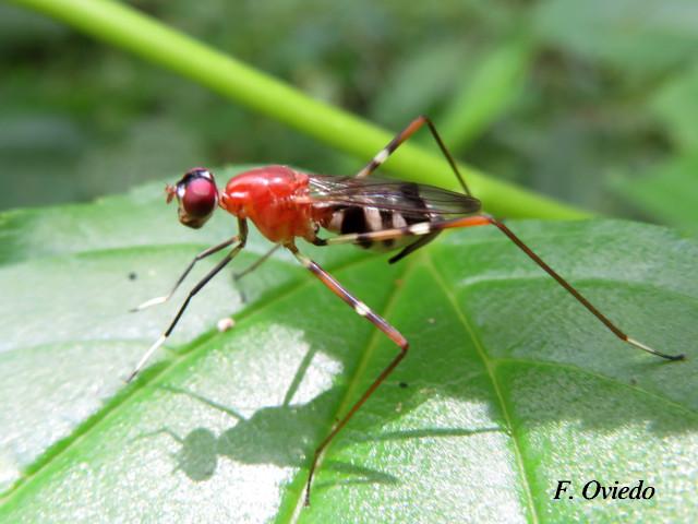 Ptilosphen viriolatus (Mosca zancuda)