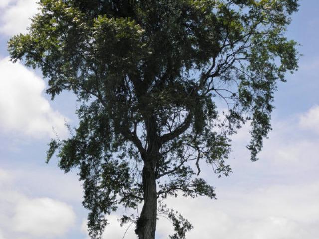 Cedrela odorata (Cedro)