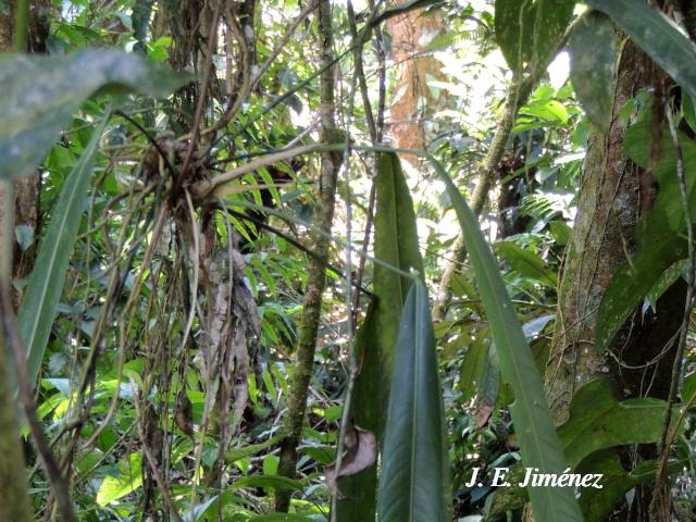 Anthurium spathiphyllum