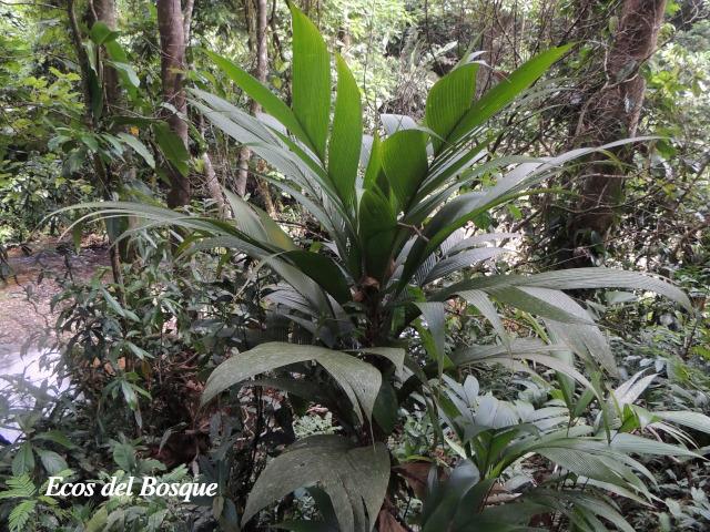 Calyptrogyne ghiesbreghtiana (Coligallo, suita)