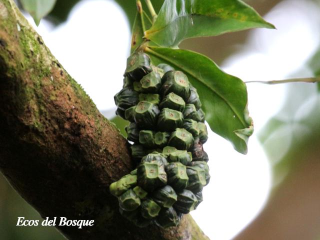 Heteropsis oblongifolia