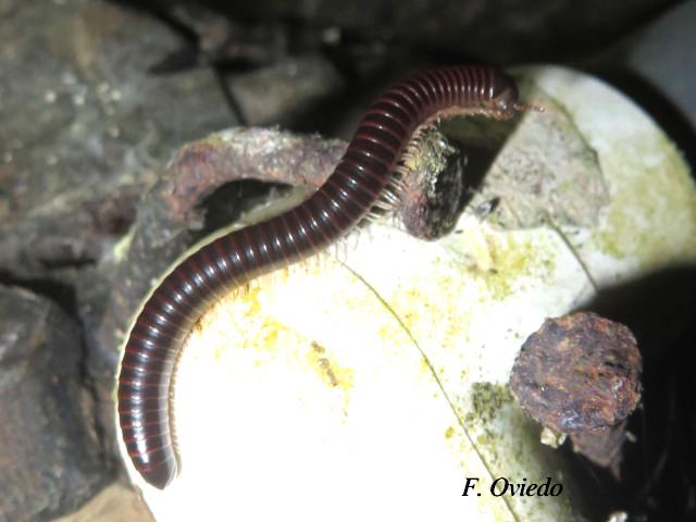 Ophyiulus pilosus (Milpies)