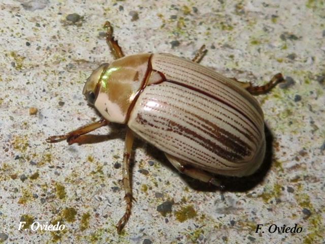 Pelidnota virescens