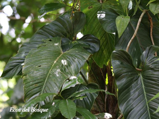 Philodendron jodavisianum