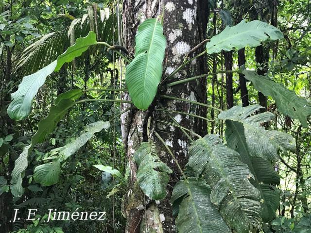 Rhodospatha wendlandii
