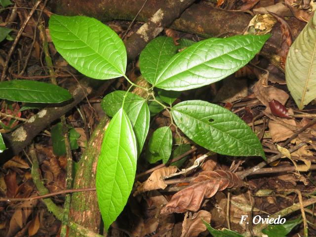 Goethalsia meiantha (Guácimo, Guácimo blanco, Majagüeta)