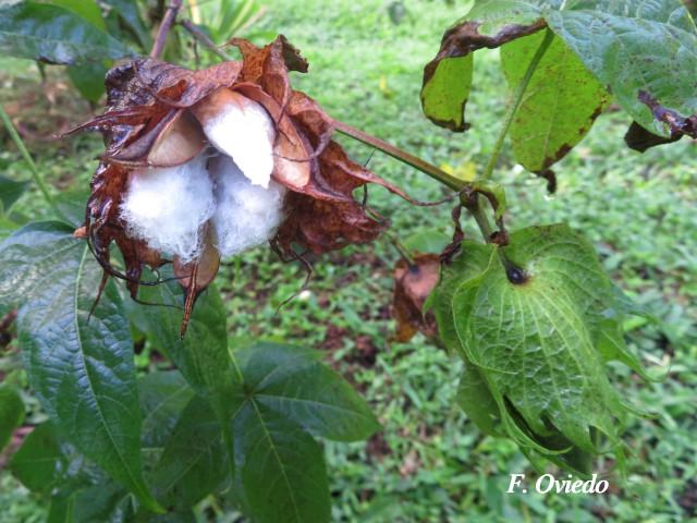 Gossypium hirsutum (Algodón)