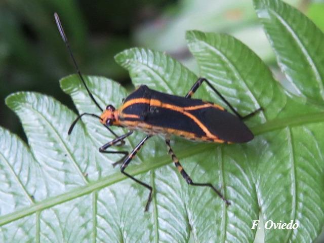Hypselonotus lineatus (Chinche pata de hoja)