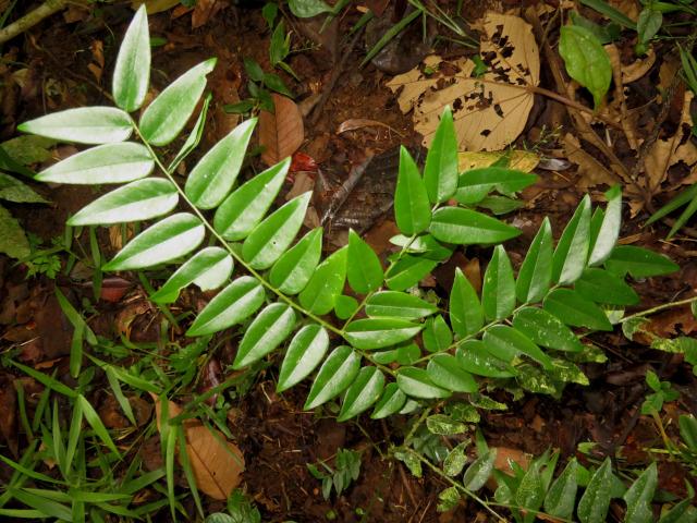 Securidaca diversifolia (Bejuco mariposa, Carro caliente)