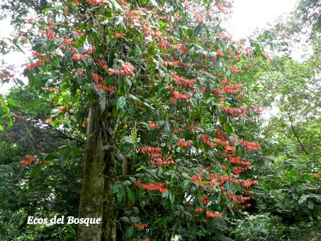Warscewiczia coccinea (Pastora de montaña)