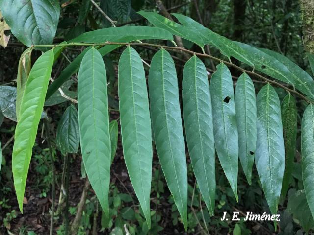 Annona papilionella (Anonillo, Majagua)