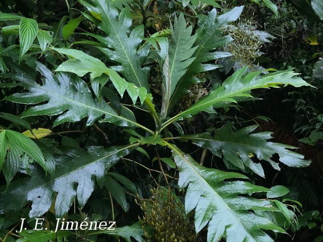 Bocconia frutescens
