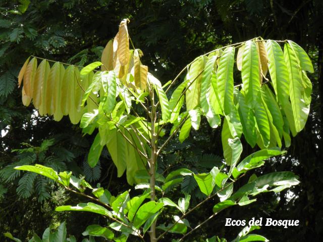 Carapa guianensis (Caobilla)