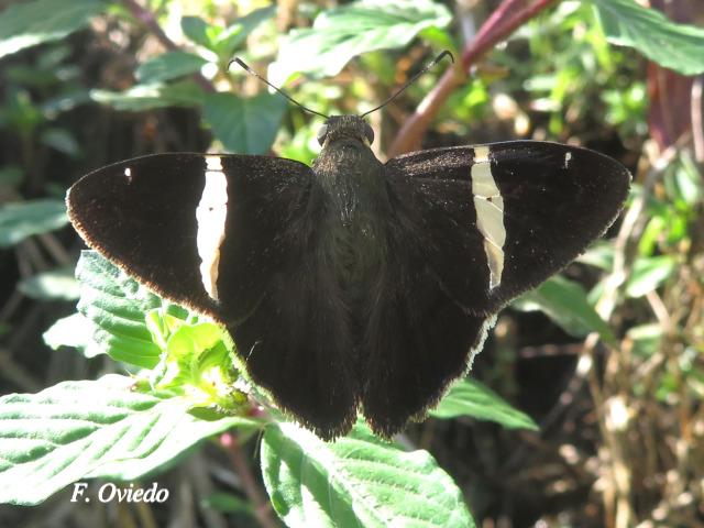 Cecropterus longipennis