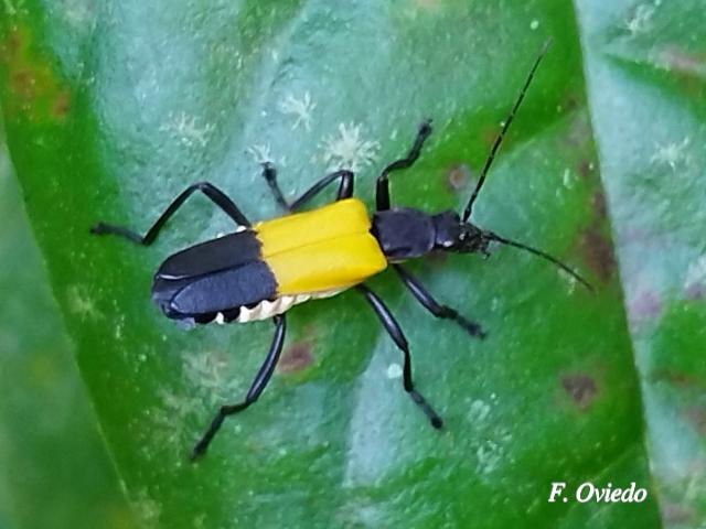 Chauliognathus terminalis