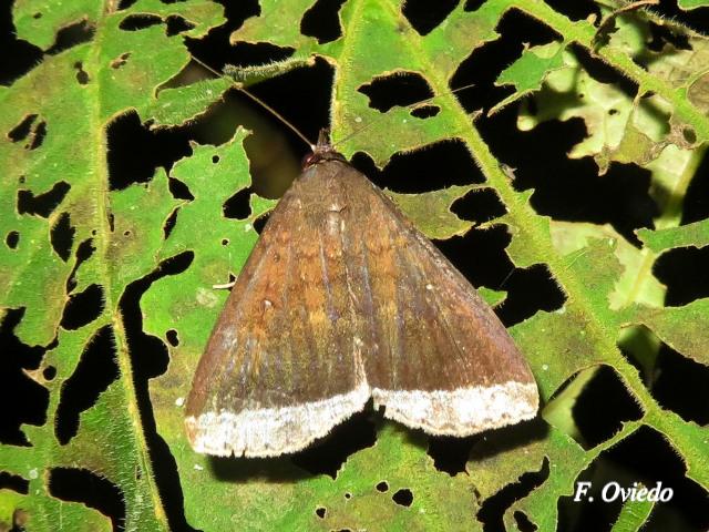 Coremagnatha orionalis (Polilla de margen plateado)